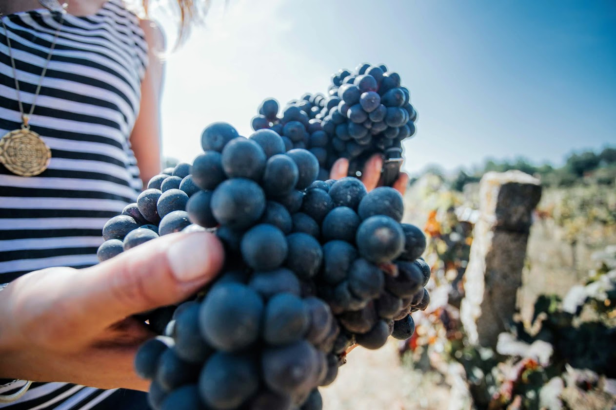 Wine Harvest Experience