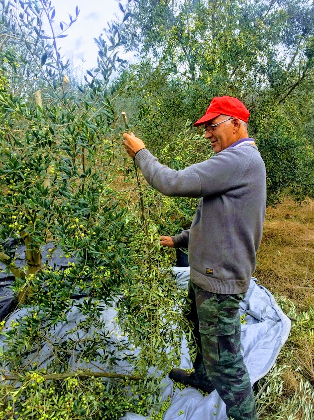 Olive Picking Experience